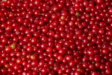 background of currant