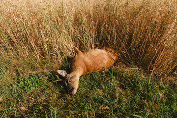 Carcass of a dead roe deer in field