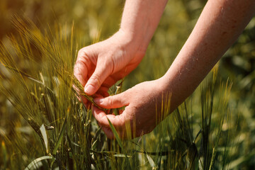 Agronomist touching unripe barley spikes in cultivated field. Closeup of female hand on plantation in agricultural crop management concept.