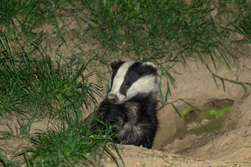 Badger, Scientific name: Meles Meles.  Wild, native badger in natural woodland habitat, emerging from badger sett in mid summer.  Looking to left.  Close up.  Space for copy.  Horizontal.