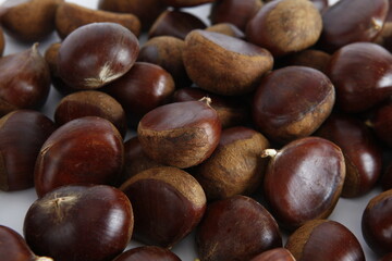 chestnut