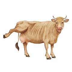 vache à lait, rigolote, qui rit, montre sa mamelle, ferme, animal, blanc, bétail, mollet, taureau, lait, agriculture , gazon, bétail, champ, prairie, isolé, exploitation laitière, vache laitière, mamm