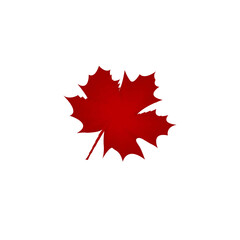 Red maple leaves on white background used in icon and logo design