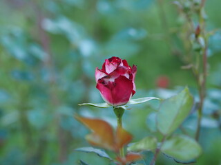 red rose in the garden