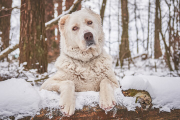 Dog breed caucasian shepherd close-up