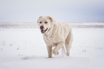 Dog breed Caucasian Shepherd runs through the snow