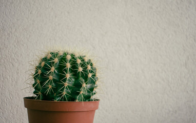 Round green cactus with long sharp rings on a light wall background. Quality image for your project