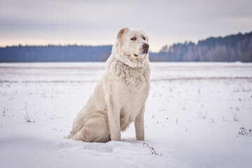 alabai sits on the field, winter photo