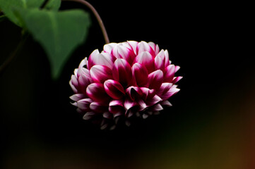 red dahlia flower closeup