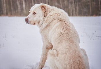 Dog breed caucasian shepherd close-up