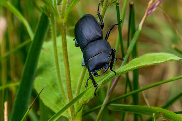 female deer beetle crawls in the tall grass on a sunny day close-up macro