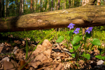 forest violet bush in the forest a fallen log