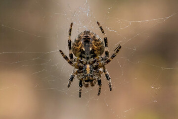 spider and web close-up in the forest on a sunny day macro