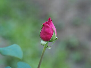 Obraz premium single red rose
