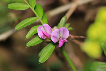 canavalia rosea pink flower macro