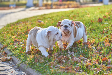 Two english bulldog puppies playing in the park