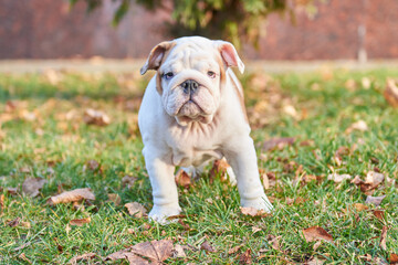 Portrait of a cute English Bulldog puppy