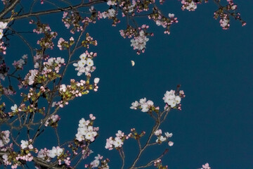 Cherry blossoms and moon in the night sky