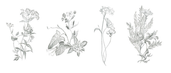 Fototapeta premium Bouquets of field plants drawn in pencil