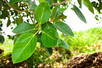 Ficus benghalensis, Banyan plant green leaf. - obrazy, fototapety, plakaty