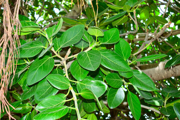 Ficus benghalensis, Banyan plant green leaf.