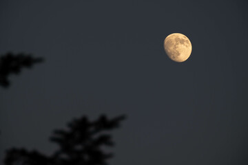 Mond