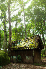 An old wooden hut in a tropical forest.