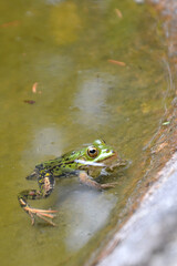 Lake or Pool Frog (Pelophylax lessonae), Marsh frog (Pelophylax ridibundus), edible frog (Pelophylax esculentus) on the edge of the pond. Cute green frog resting on the shore of the pond