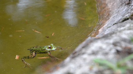 Lake or Pool Frog (Pelophylax lessonae), Marsh frog (Pelophylax ridibundus), edible frog (Pelophylax esculentus) swimming in the pond.