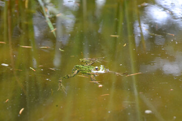 Lake or Pool Frog (Pelophylax lessonae), Marsh frog (Pelophylax ridibundus), edible frog (Pelophylax esculentus) swimming in the pond.