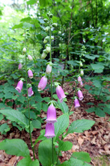 Digitalis purpurea, the foxglove or common foxglove, is a species of flowering plant in the plantain family Plantaginaceae. Light purple flowers