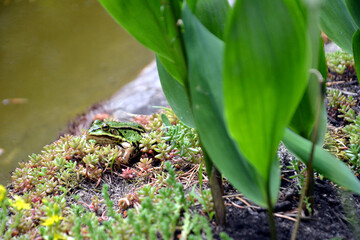 Lake or Pool Frog (Pelophylax lessonae), Marsh frog (Pelophylax ridibundus), edible frog (Pelophylax esculentus) on the edge of the pond. Cute green frog resting on the shore of the pond