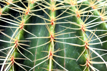 The Golden ball cactus (Echinocactus grusonii) closeup photo.