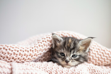 Fototapeta na wymiar Pets. cute little maine coon breeds kitten sleeps under a pink cozy knitted blanket. Pet Care. Space for text