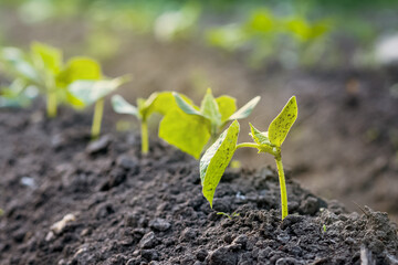 Young cucumbers in the garden on vertical bushes close-up. Gardening on the farm. Fresh harvest of delicious cucumbers outdoors. Healthy food, vegetarian.