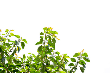 Fototapeta na wymiar Ficus benghalensis, Banyan plant green leaf.