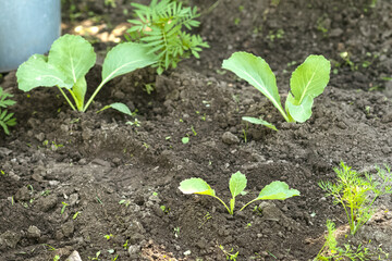 Cabbage seedling in the vegetable garden. Seniora woman working in farm. Planting of cabbage.