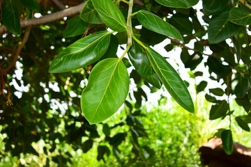 Fototapeta na wymiar Ficus benghalensis, Banyan plant green leaf.