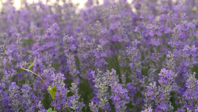 Lavender plantations in close-up. Professional broadcast quality in Apple ProRes ultra hd resolution.
