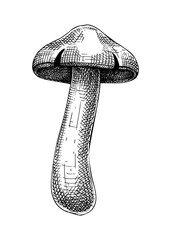 Sketched mushroom illustration. Hand drawn food drawings. Forest plants sketches. Perfect for recipe, menu, label, icon, packaging, Vintage mushroom outlines.