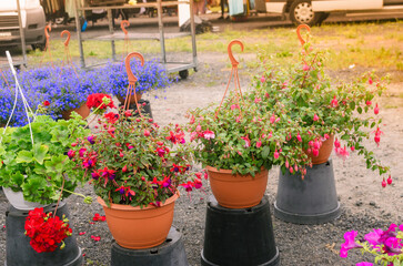 Vegetables from the bazaar, fresh without GMO