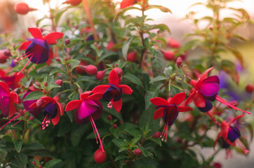 Vegetables from the bazaar, fresh without GMO
