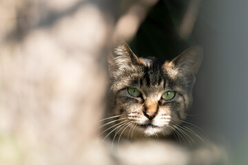 見つめる猫　キジトラ猫