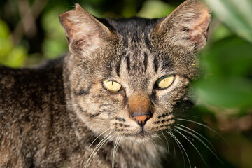 見つめる猫　キジトラ猫