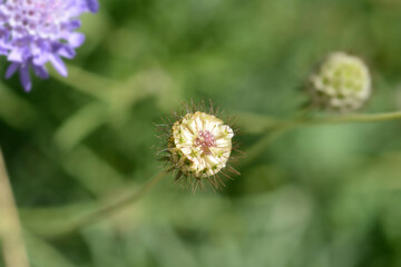 Japanese pincushion flower