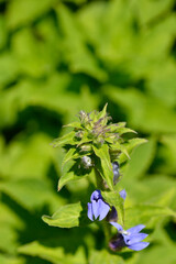 Great blue lobelia