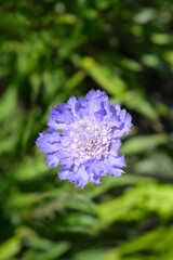 Caucasian pincushion flower