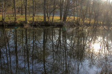 Fototapeta na wymiar reflection of trees in the water