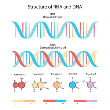 Structure of DNA. Medical chart.