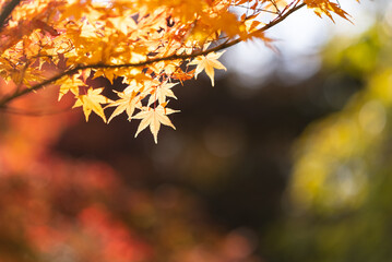 公園の紅葉